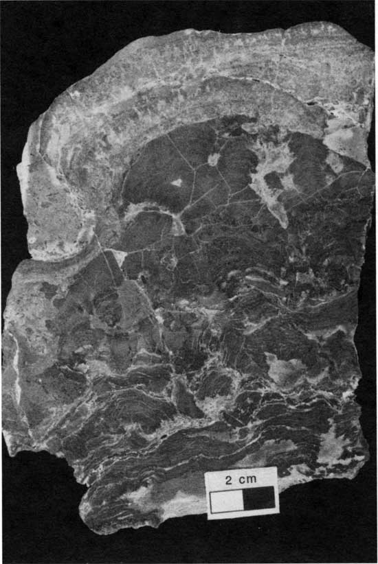 Black and white photo of Americus Limestone Member, type 4 boundstone.