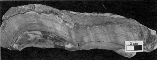 Black and white photo of Americus Limestone Member, type 5 boundstone.