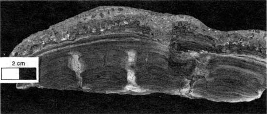 Black and white photo of Americus Limestone Member, type 6 boundstone.