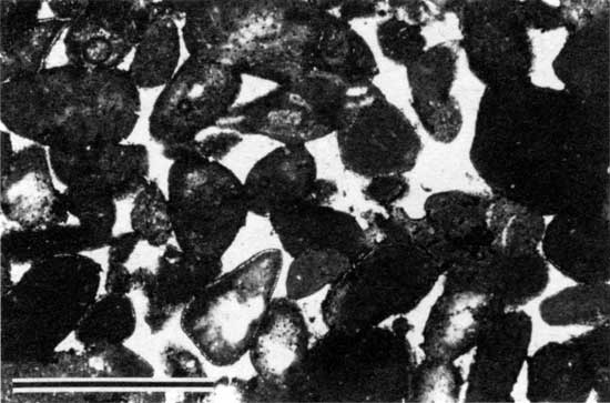 Black and white photomicrograph of lime-sand packstone to grainstone, Hamlin Shale Member.