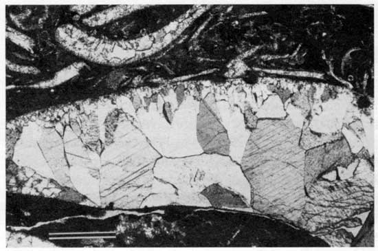 Black and white photomicrograph of Americus Limestone Member, bivalve molds.