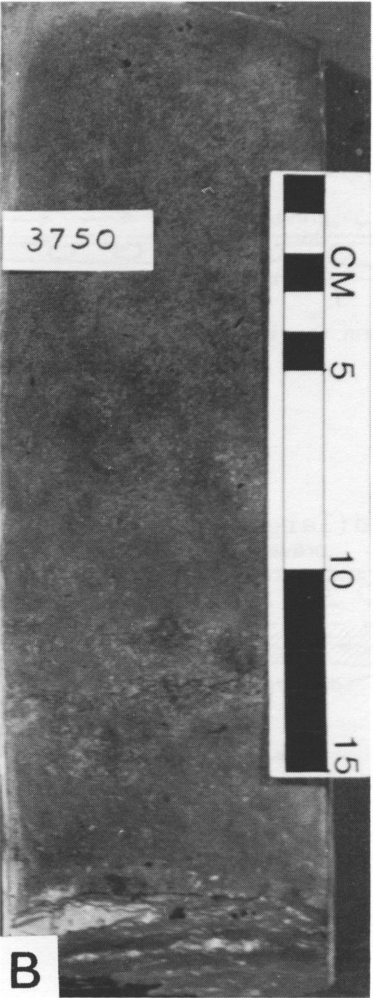 Black and white photo of core.