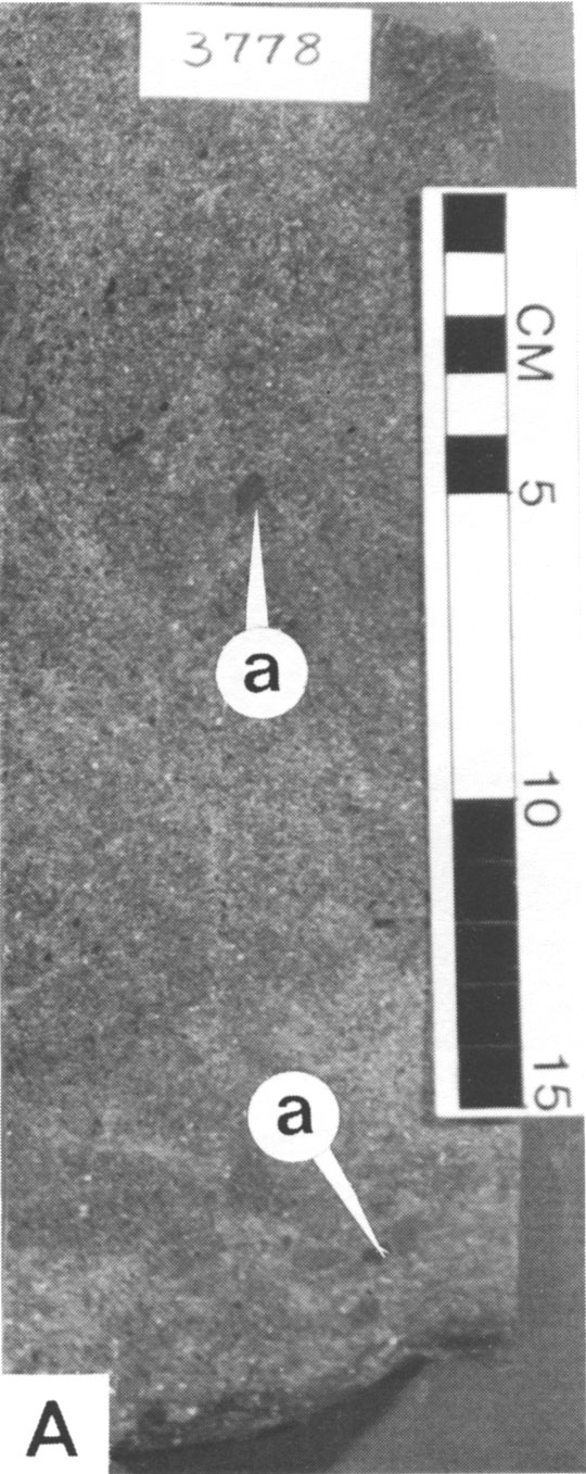 Black and white photo of core.