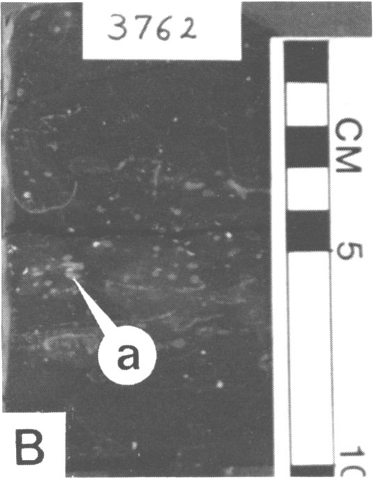 Black and white photo of core.