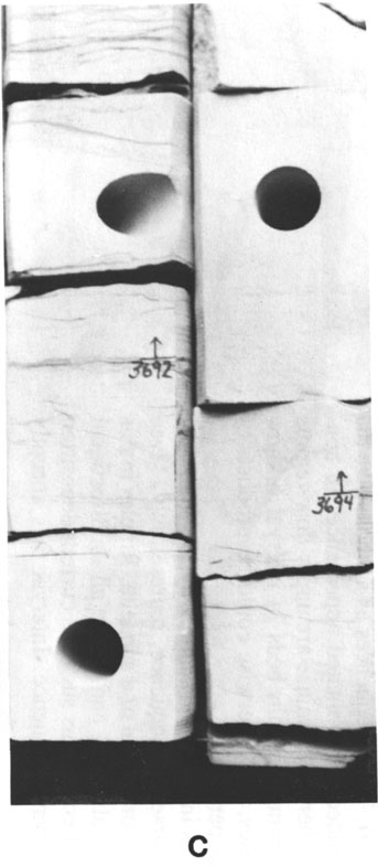 Black and white photo of core.