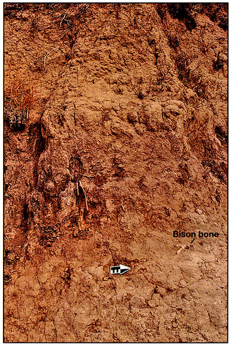 Photograph of the thick, buried soil and underlying bison bone in the west lobe of the Simshauser fan.