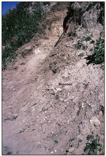Color photograph of the cutbank at the Winger site prior to excavation.