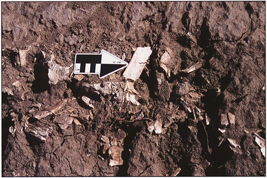 Color photograph of the bonebed at the Winger site.