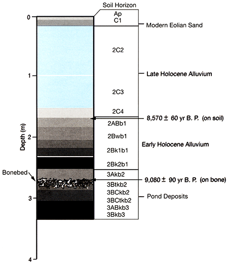 Soil-stratigraphic profile described at the Winger site.