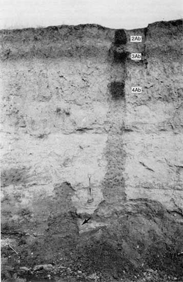 Black and white close up photo of trench cut at Paschal site.