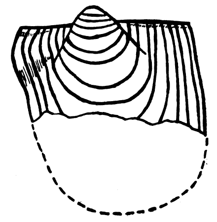 Camera-lucida drawing of the juvenile stages of a left valve of Pterinopecten undosus (Hall).