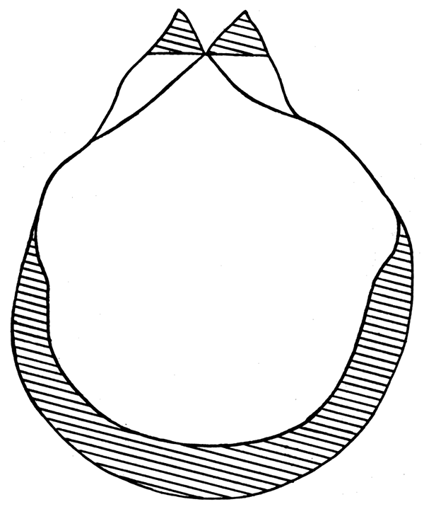 Diagram of Pernopecten ohioensis, right valve view, showing discrepancy in shape of the two valves.