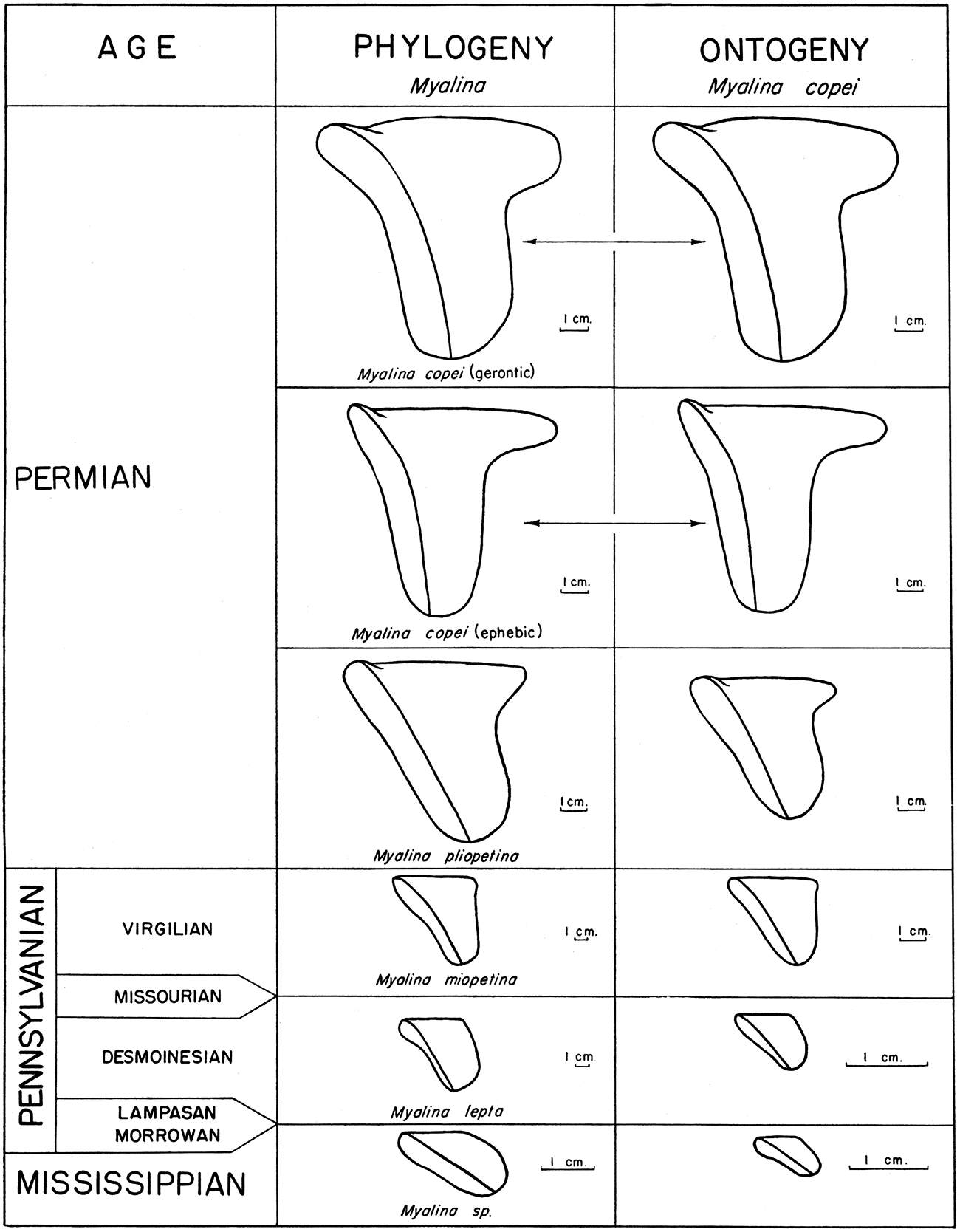 Palingenesis of some species of Myalina (Myalina).