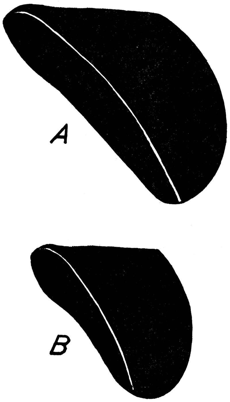 Comparison of form in (A) Myalina (Myalina) wyomingensis thomasi, n. var., from the Permian, with (B) Myalina (Myalina) wyomingensis, from the Pennsylvanian.