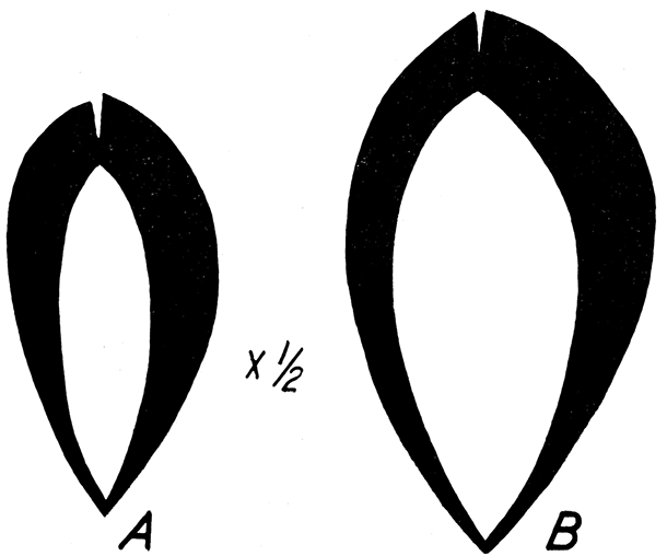 Anterodorsal-posteroventral sections of (A) Myalina (Myalina) pliopetina, n. sp., and (B) Myalina (Myalina) sinuata Branson.