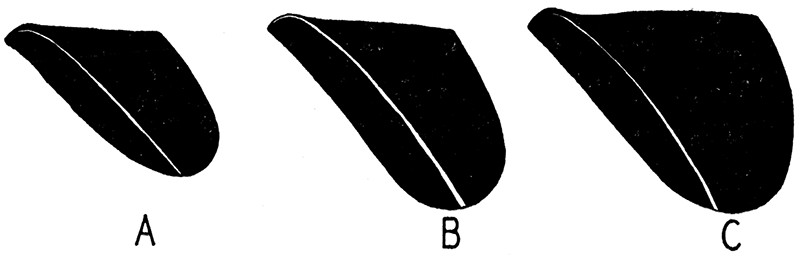 Form series in the subgenus Myalinella.
