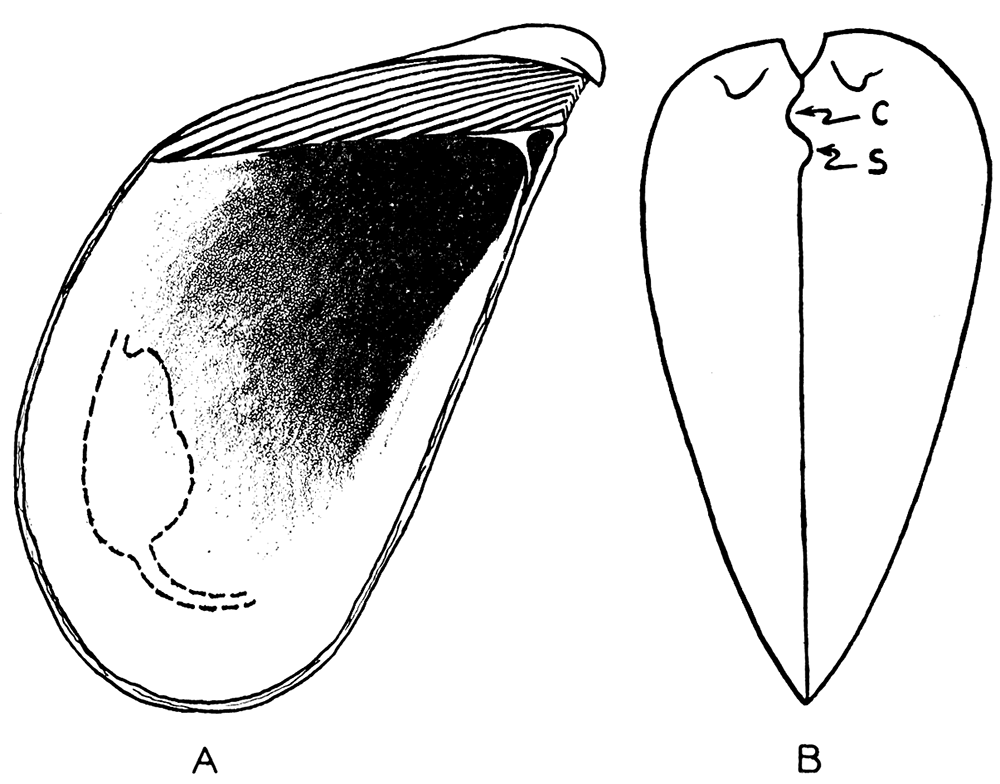 Hinge characters and dentition in Liebea.