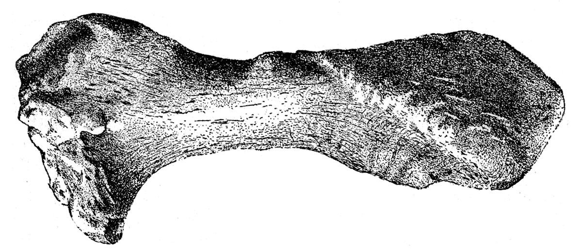 Mylodon Sp. External view of fibula.