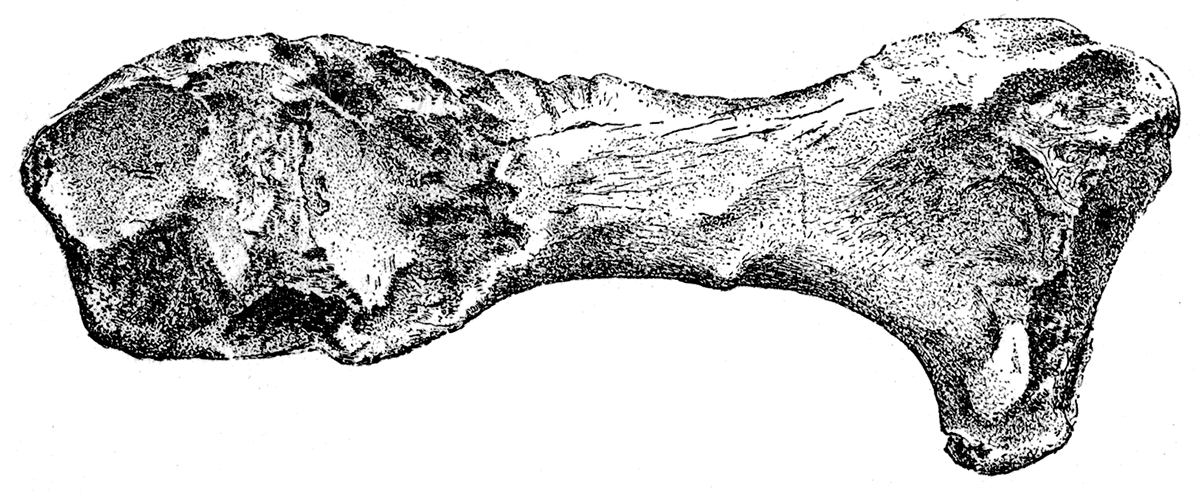 Mylodon Sp. Internal view of fibula.