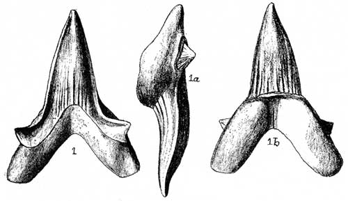 Plate 24, figs. 1-1b, line drawings of three teeth