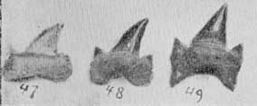 Plate 31, figs. 47-49, three teeth