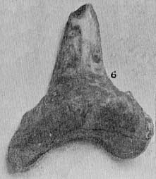 Plate 30, fig. 6, tooth from Clark Clounty