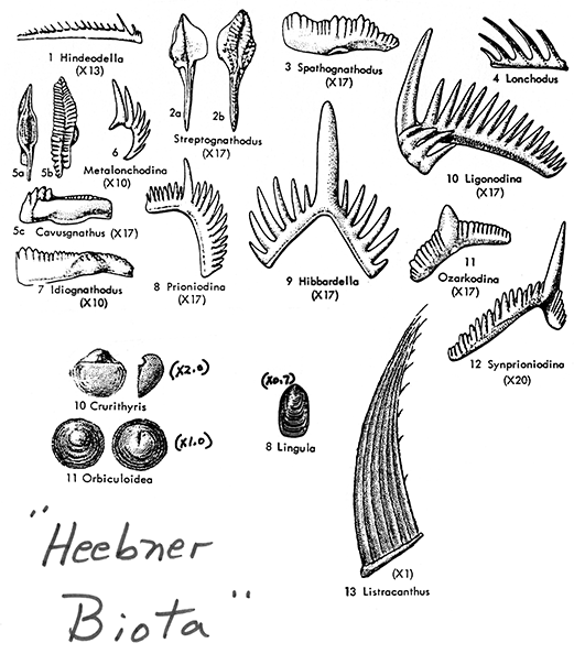 Black and white drawings of fossils in Heebner Biota; image rearranged for web, but should be close to scale.