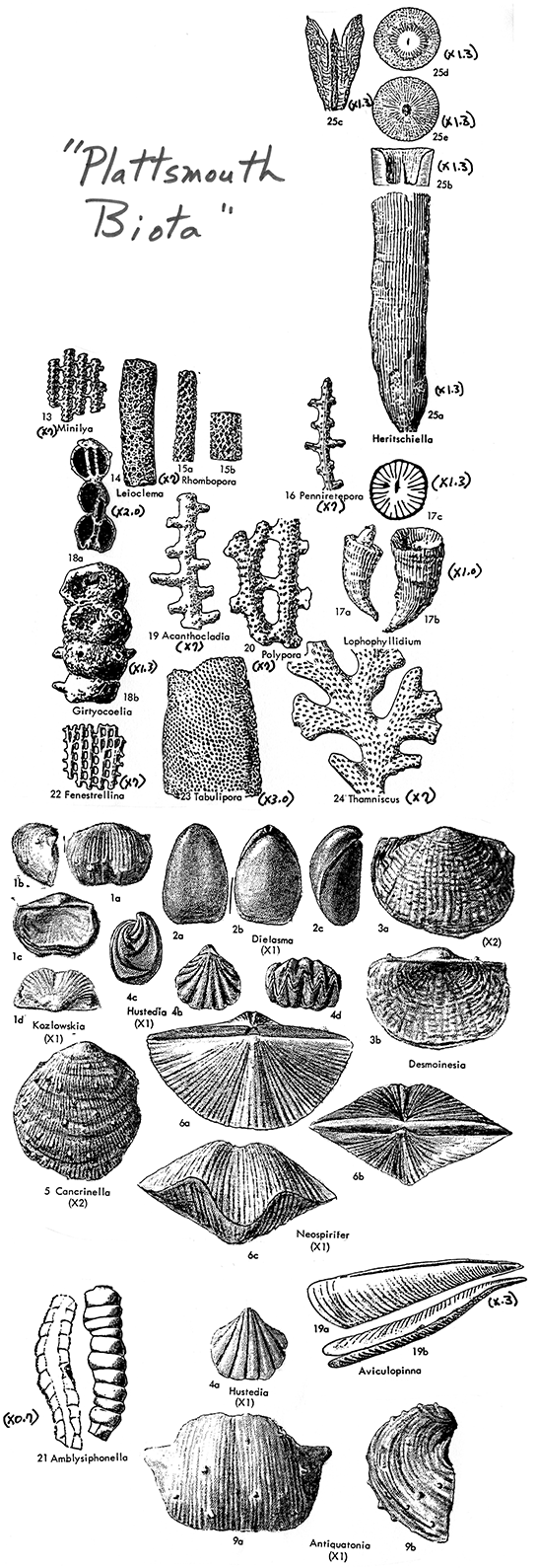 Black and white drawings of fossils in Plattsmouth Biota; image rearranged for web, but should be close to scale.