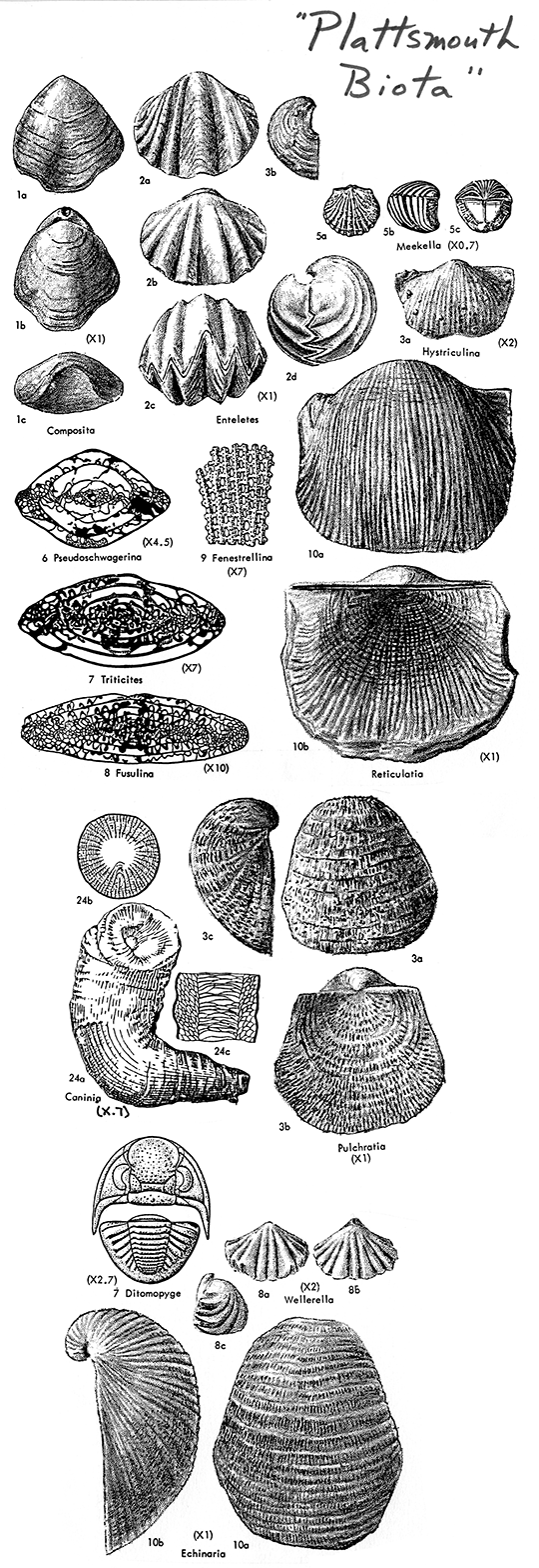 Black and white drawings of fossils in Plattsmouth Biota; image rearranged for web, but should be close to scale.
