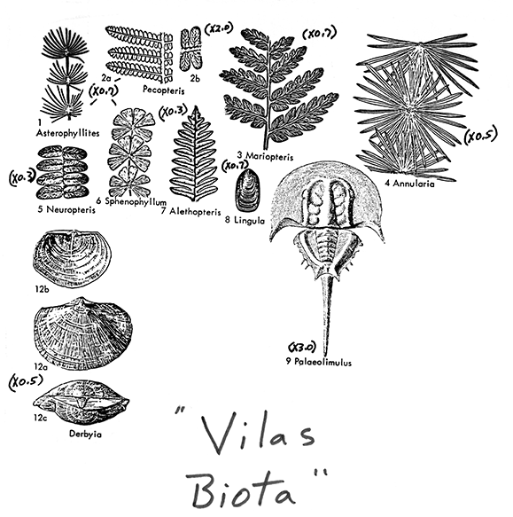 Black and white drawings of fossils in Vilas Biota; image rearranged for web, but should be close to scale.