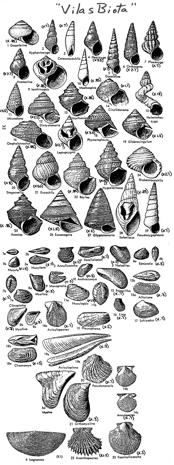 Black and white drawings of fossils in Vilas Biota; image rearranged for web, but should be close to scale.