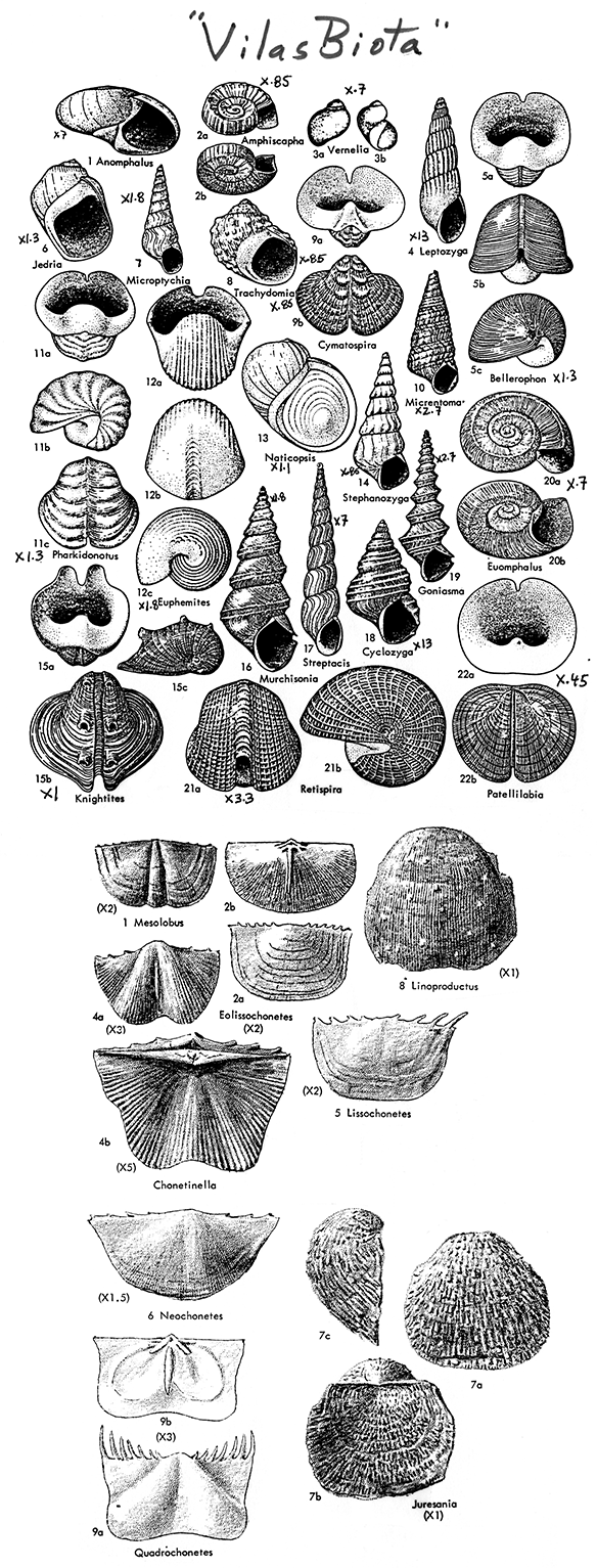 Black and white drawings of fossils in Vilas Biota; image rearranged for web, but should be close to scale.