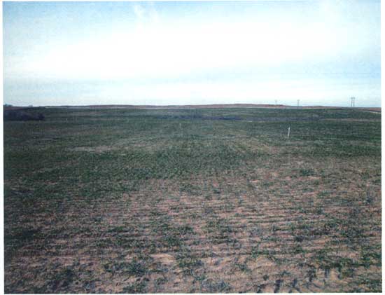Photo of cropland, early in growing season (cultivation marks seen among small plants); power line in background; very gentle underlying terrain.