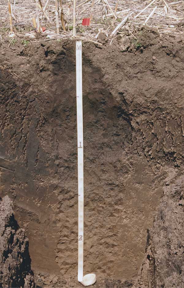 Trench is about 2.5 meters deep; no obvious change in color or texture can be seen in photo (perhaps slightly darker soil about .5 meter from top); corn stubble seen on surface.