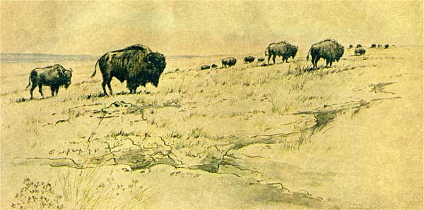 Drawing of buffalo on gentle hill; seems to be an outcrop at top of hill.