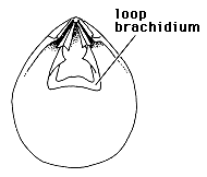 Beecheria drawing