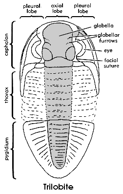 trilobite drawing