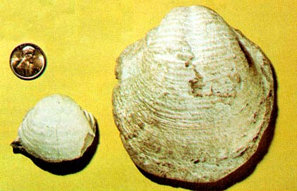 two brachiopods