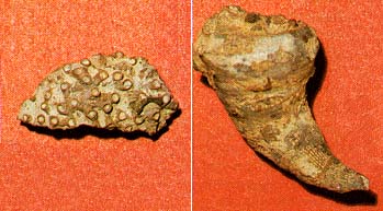 two fossil corals