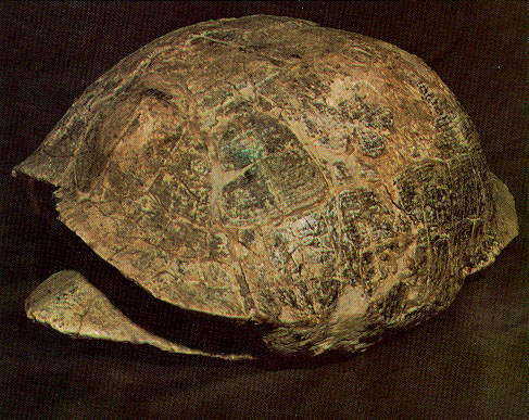 fossil tortoise shell
