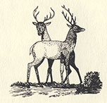 pen and ink drawing of two deer.