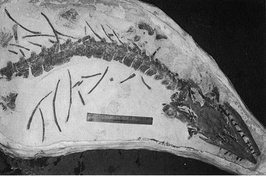 Mosasaur fossil, which includes the head and part of the spine and ribs, was found in western Kansas.
