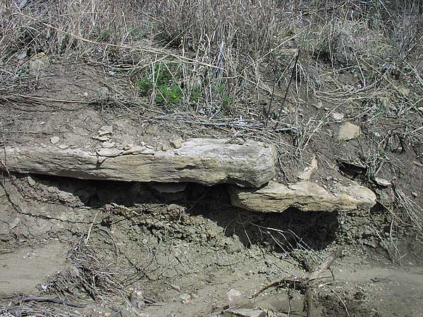 Thin limestone bed; no scale, but probably 6 inches or so; dried grasses above.
