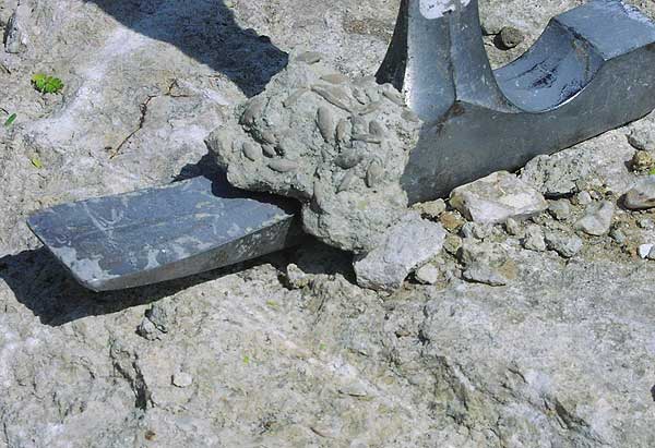 Closeup of rock hammer blade showing brown fufulinids in rock matrix.