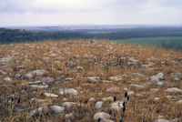 quartzite boulders, Wabaunsee County