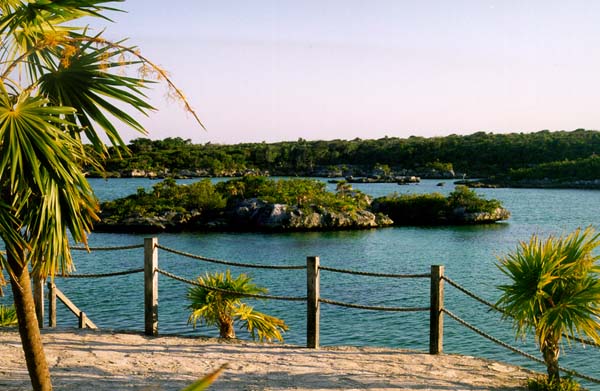 photo of island and palm trees