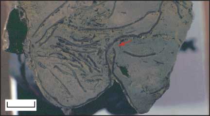 Polished stone, gray-brown in color, with darker lines within matrix showing location of fossils.