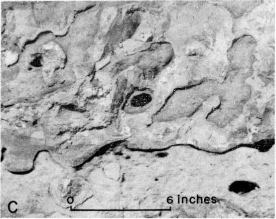 Black and white closeup of chert nodules in limestone.