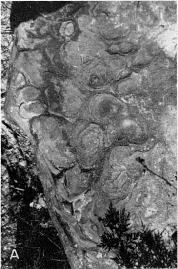 Black and white closeup of algal Houchen Creek limestone.