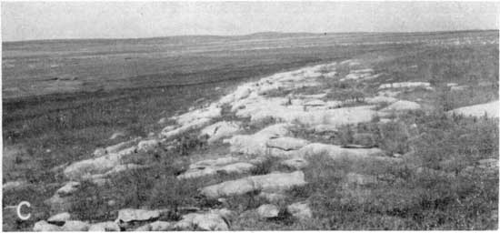 Black and white photo of rounded, eroded limestone sticking out of grasslands.